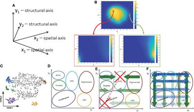 Computational Model of Heterogeneity in Melanoma: Designing Therapies and Predicting Outcomes